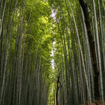 三英逗曹操官方下载